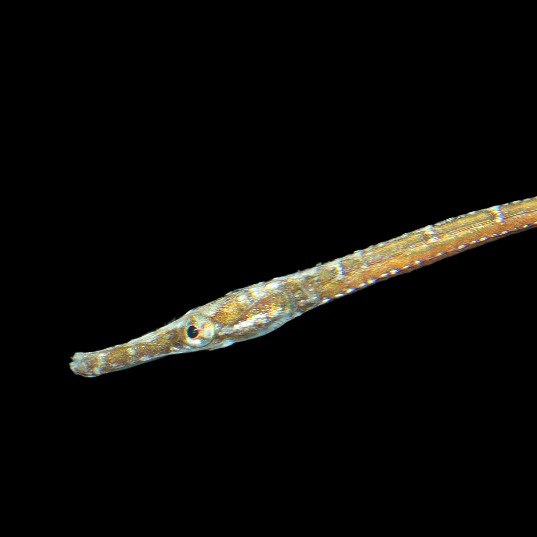 Shortfin Pipefish