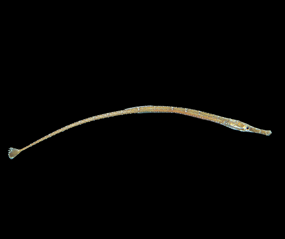 Shortfin Pipefish