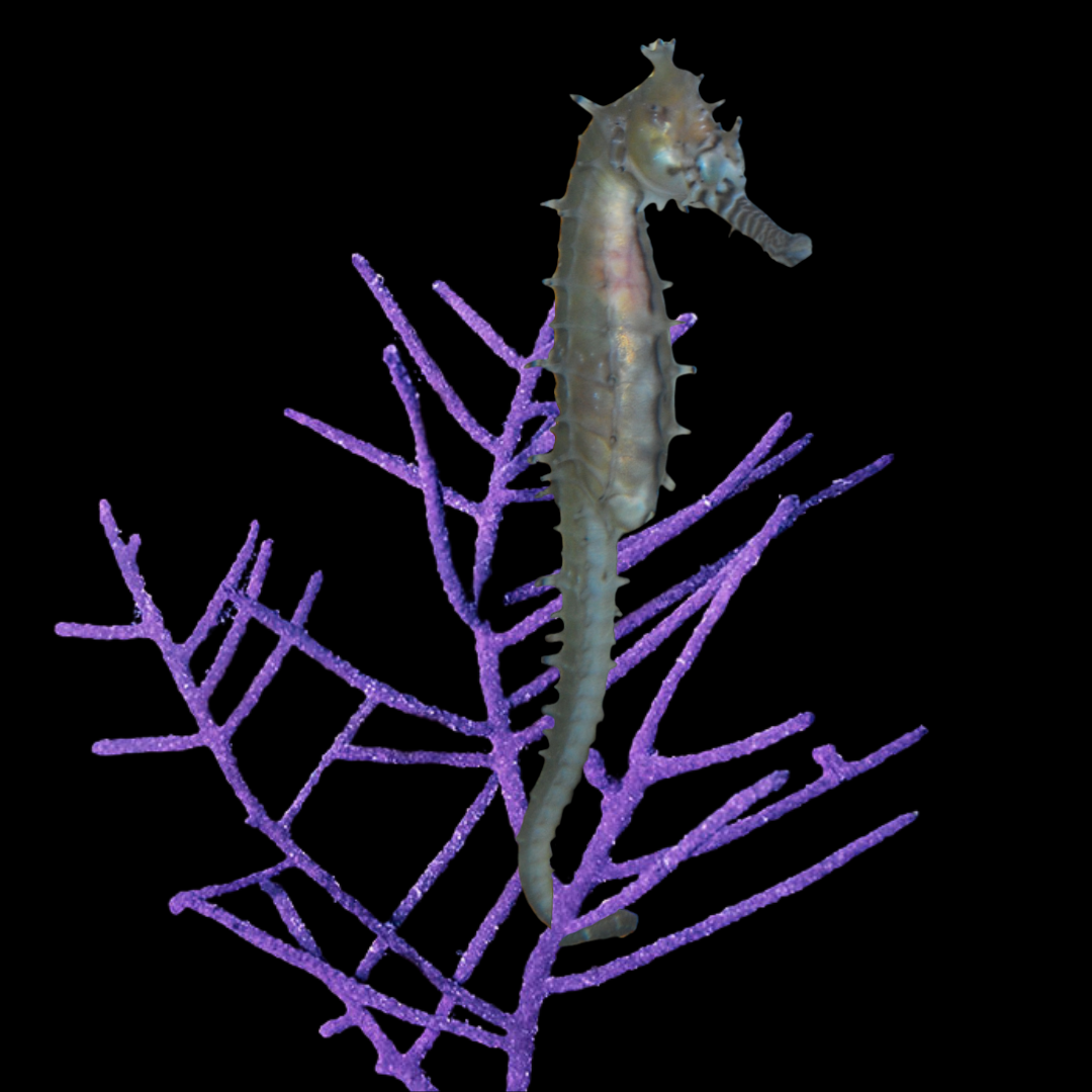 Barbouri Seahorse