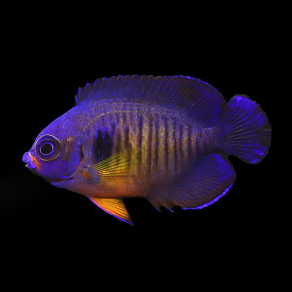 WYSIWYG captive bred "Violet Beauty" Aberrant Coral Beauty Angelfish 1