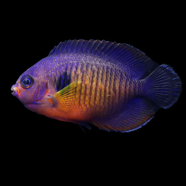 WYSIWYG captive bred "Violet Beauty" Aberrant Coral Beauty Angelfish 2