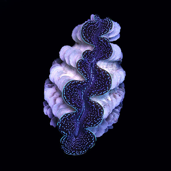 WYSIWYG cultured Crocea Clam 6