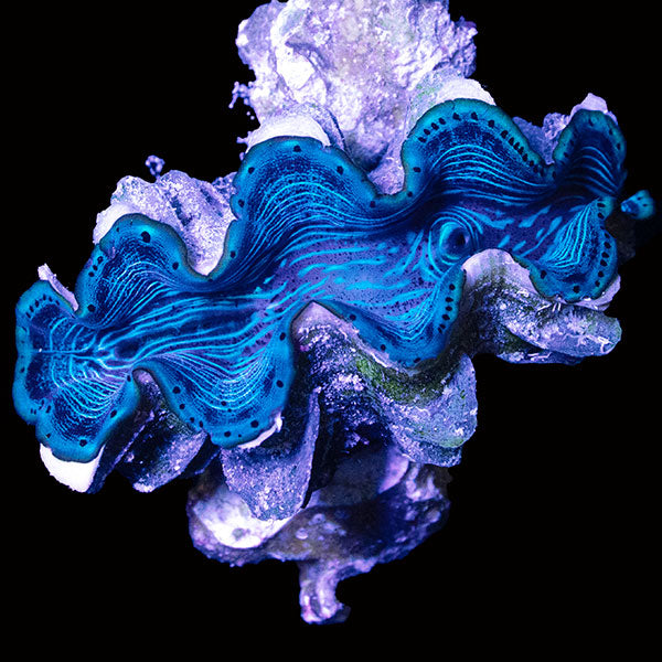 WYSIWYG cultured Blue Squamosina Clam