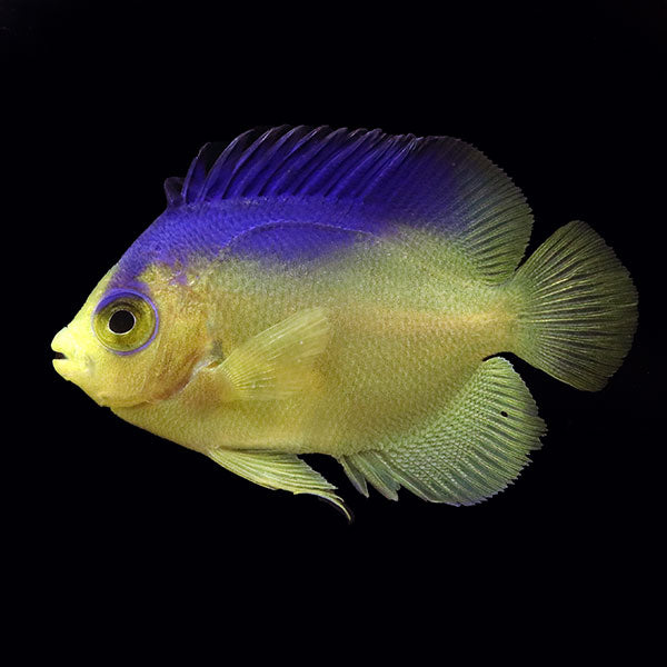 WYSIWYG Bali captive bred Colin's Angelfish