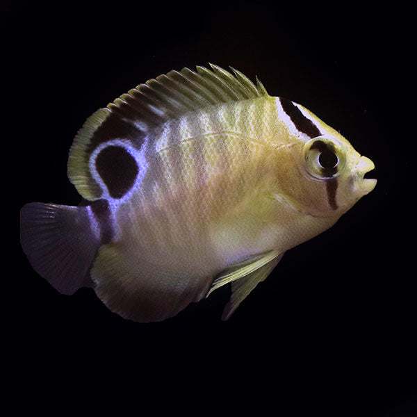 WYSIWYG Bali captive bred Goldflake Angelfish