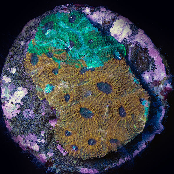 WYSIWYG cultured Acan echinata 4