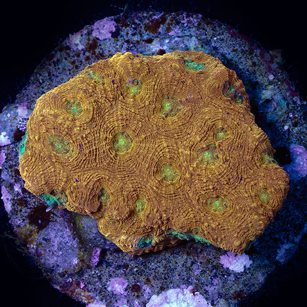 WYSIWYG cultured Acan echinata 28