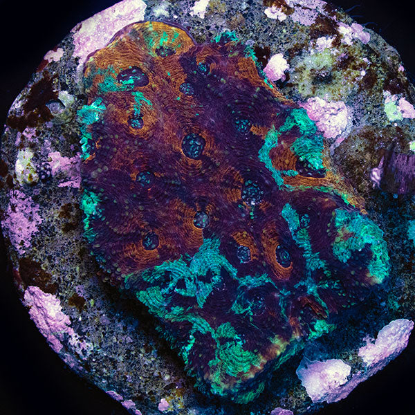 WYSIWYG cultured Acan echinata 10