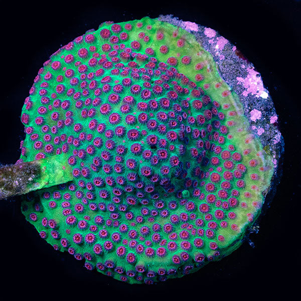 WYSIWYG cultured Cyphastrea 16