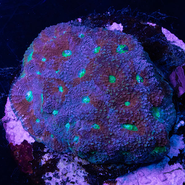 WYSIWYG cultured Acan echinata 15