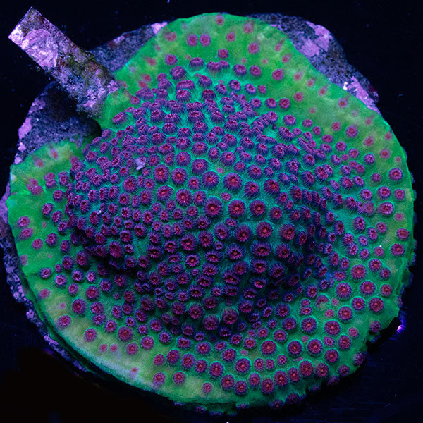 WYSIWYG cultured Cyphastrea 22