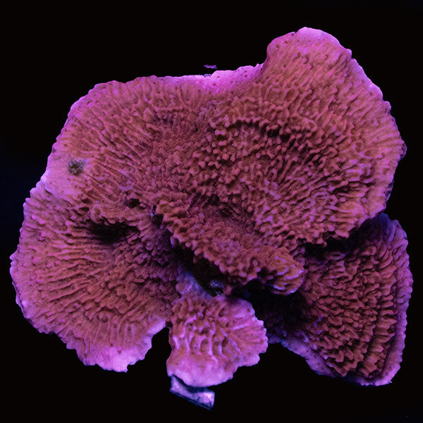 WYSIWYG cultured plating Montipora J 20