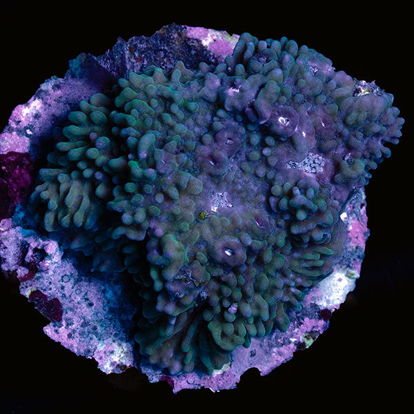 WYSIWYG cultured Montipora J 22