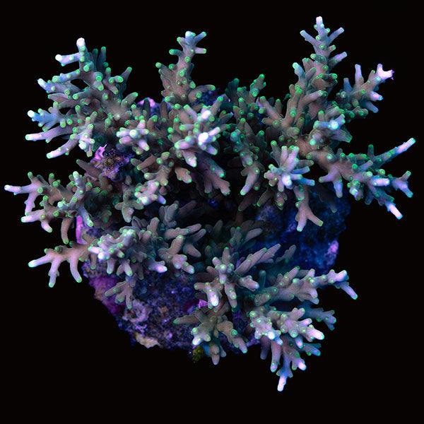 WYSIWYG cultured Acropora large J 3