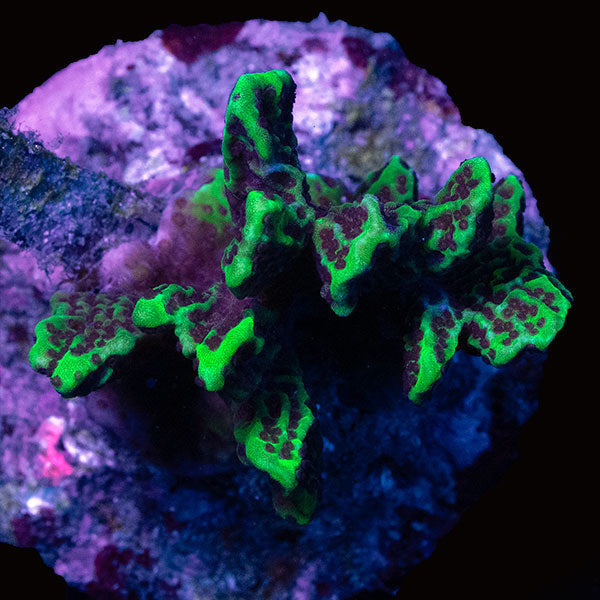 WYSIWYG cultured branching  Montipora J 6