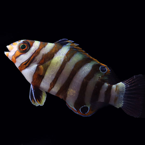 WYSIWYG Bali captive bred Harlequin Tusk