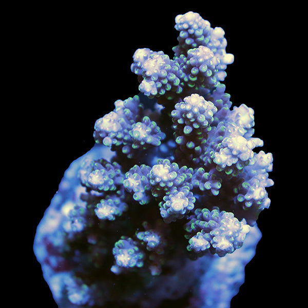 WYSIWYG cultured Acropora 10