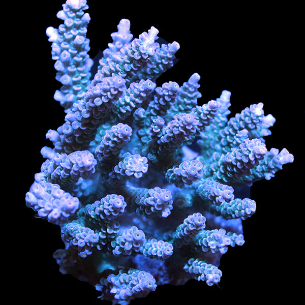 WYSIWYG cultured Acropora 11