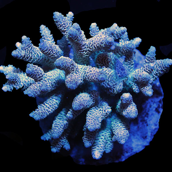 WYSIWYG cultured Acropora 12