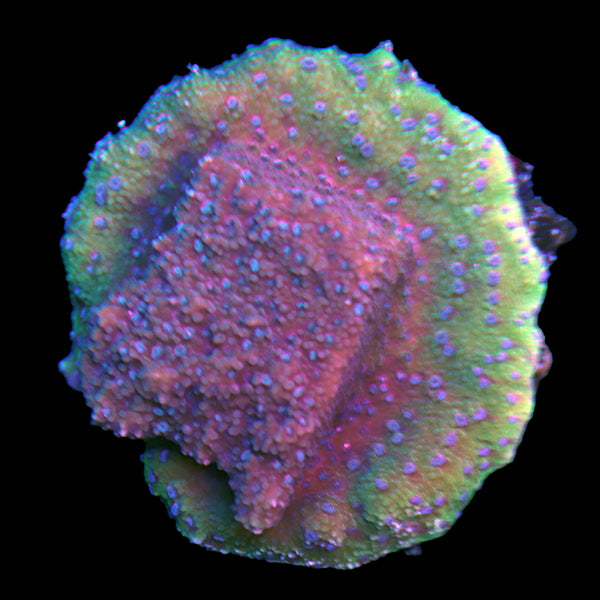 WYSIWYG cultured Biota Palau Elilai Montipora 13