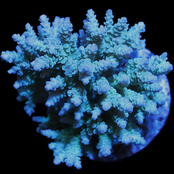 WYSIWYG cultured Acropora 13