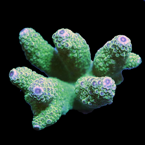 WYSIWYG cultured Acropora 14