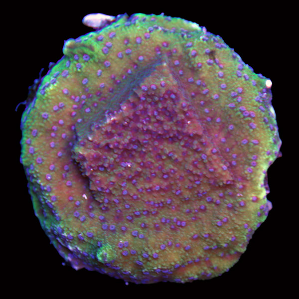 WYSIWYG cultured Biota Palau Elilai Montipora 14