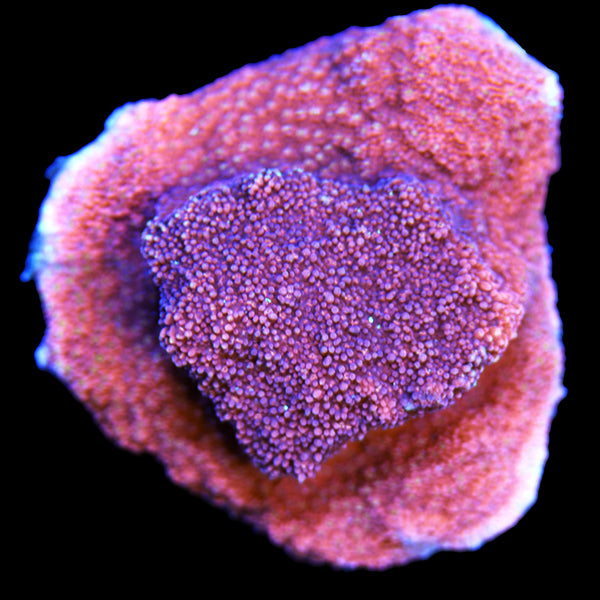 WYSIWYG cultured Salmon Roe Montipora 15