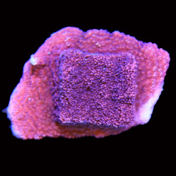 WYSIWYG cultured Salmon Roe Montipora 16