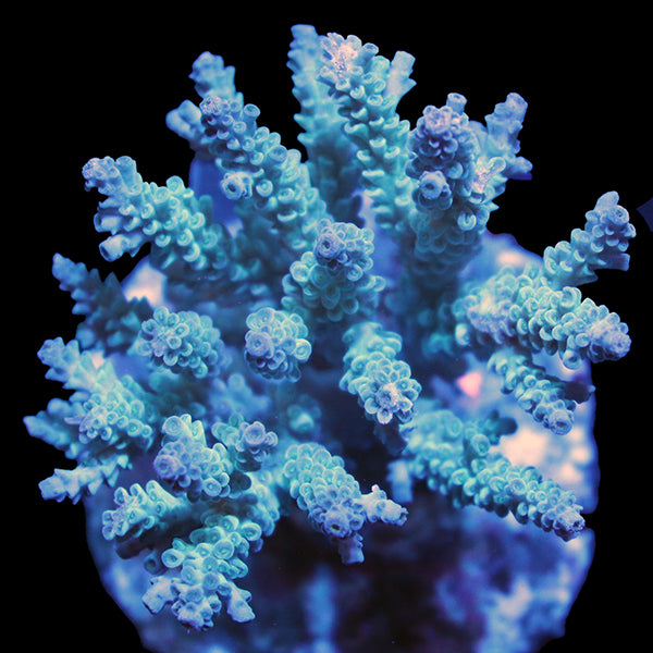 WYSIWYG cultured Acropora 16