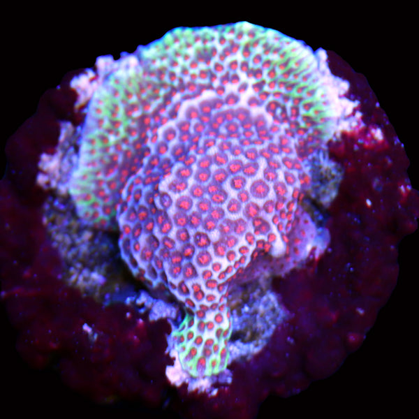 WYSIWYG cultured Forest Fire Montipora frag 19