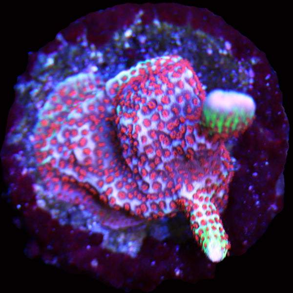 WYSIWYG cultured Forest Fire Montipora frag 21