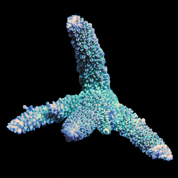 WYSIWYG cultured Acropora 6