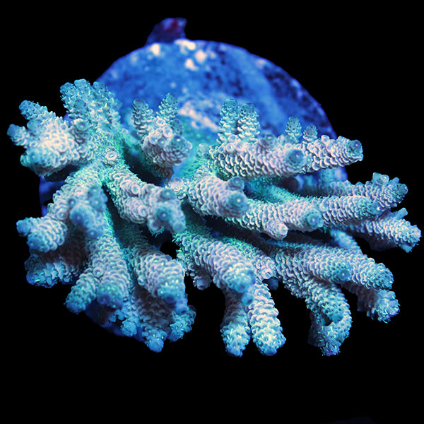 WYSIWYG cultured Acropora 7