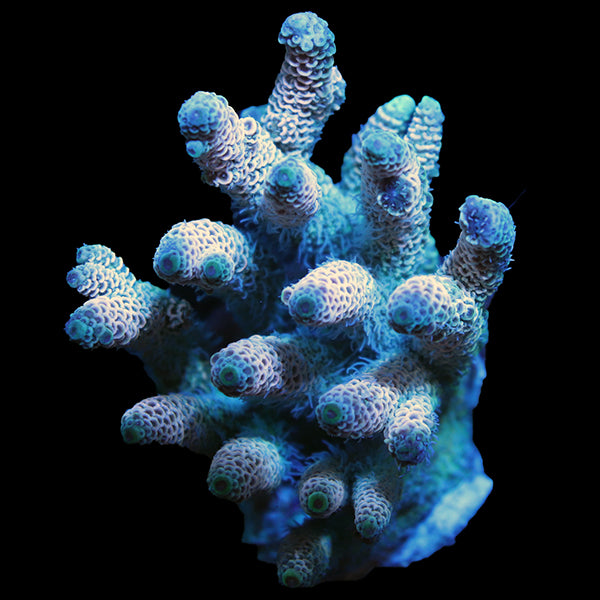 WYSIWYG cultured Acropora 8