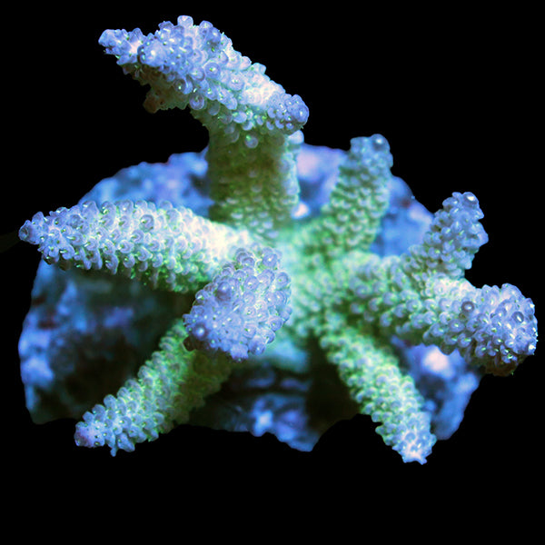 WYSIWYG cultured Acropora 9