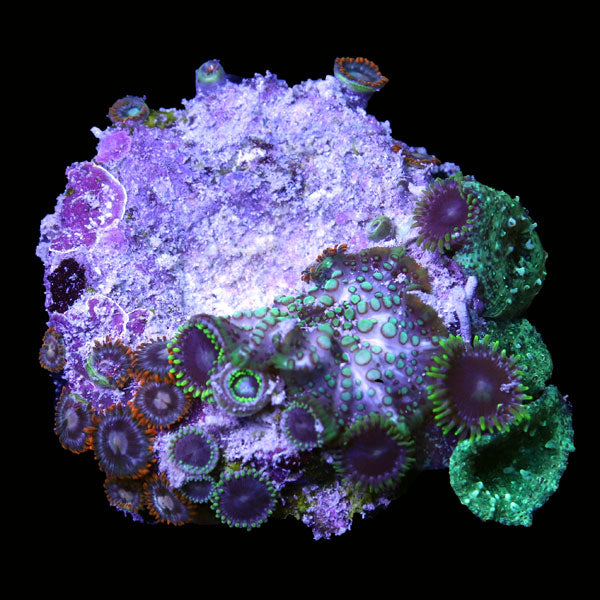 WYSIWYG cultured Zoas and Mushroom Combo 1
