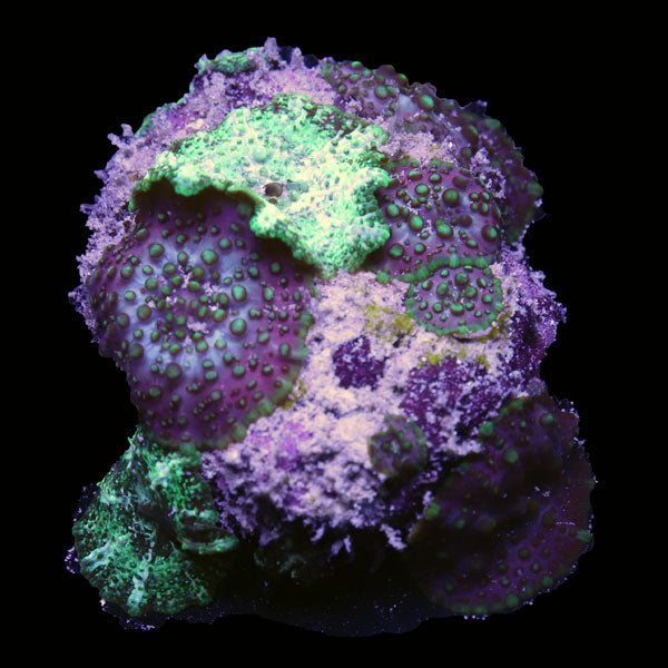 WYSIWYG cultured Mushroom Combo 2