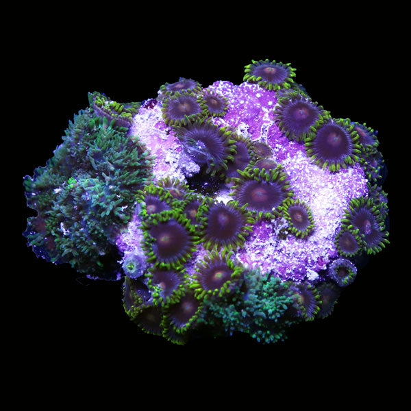 WYSIWYG cultured Zoa and Mushroom Combo 3