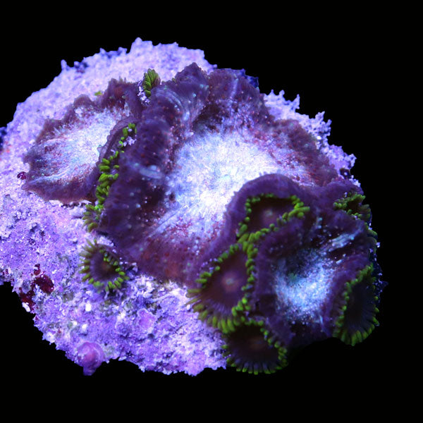 WYSIWYG cultured Zoa 4