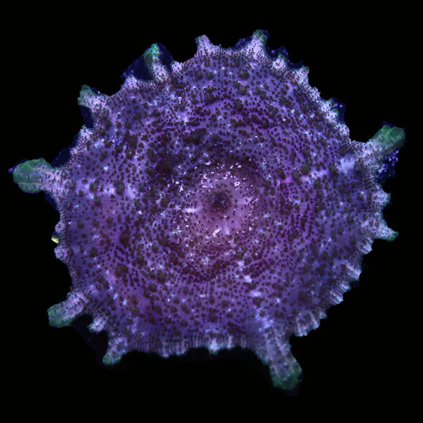 WYSIWYG cultured Panama Neglecta Mushroom 5