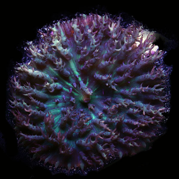 WYSIWYG cultured Panama St. Thomas Mushroom 6