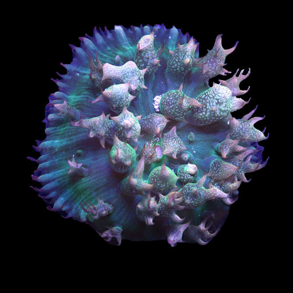 WYSIWYG cultured Panama St. Thomas Mushroom 9