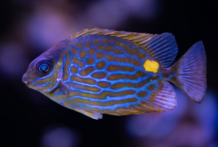 Golden Lined Rabbitfish