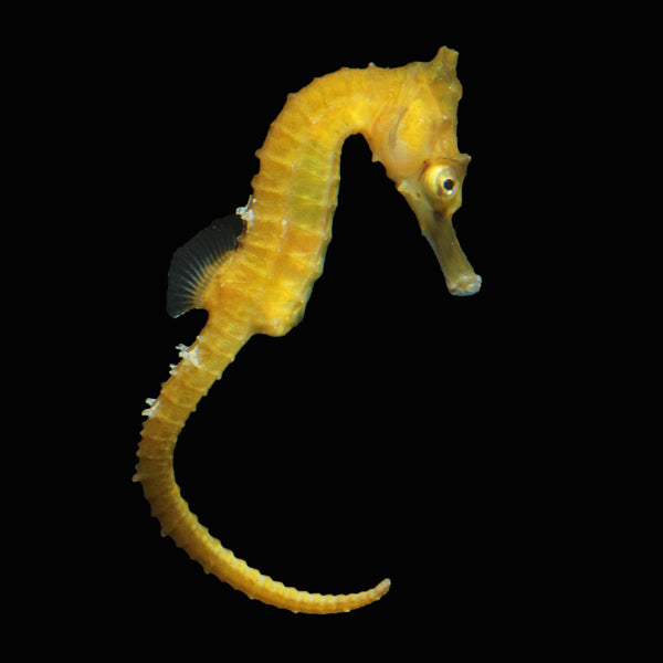 Sydney Seahorse