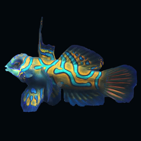WYSIWYG Biota captive bred Mandarin Fish XLarge Male 2