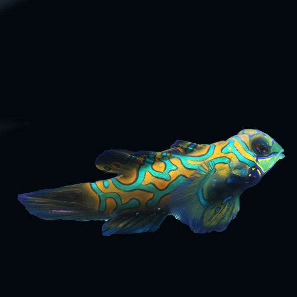 WYSIWYG Biota captive bred Mandarin Fish XLarge Male 3