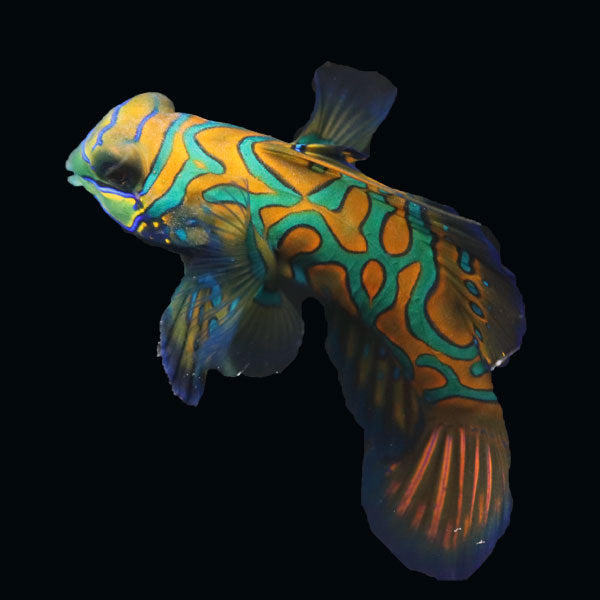 WYSIWYG Biota captive bred Mandarin Fish XLarge Male 3
