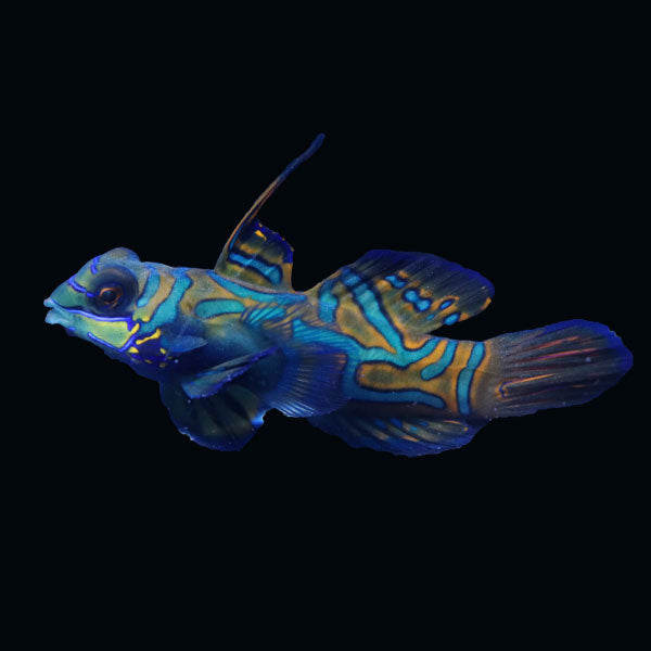 WYSIWYG Biota captive bred Mandarin Fish XLarge Male 4