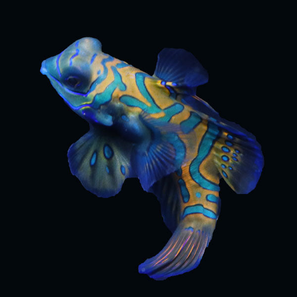WYSIWYG Biota captive bred Mandarin Fish XLarge Male 5